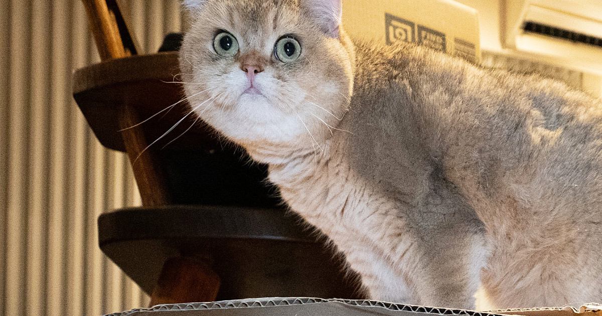段ボールの上に乗った猫→中を見ると、『同居猫』が入っていて…目を疑う光景が119万表示「液体化が半端ない」「想像以上だった」