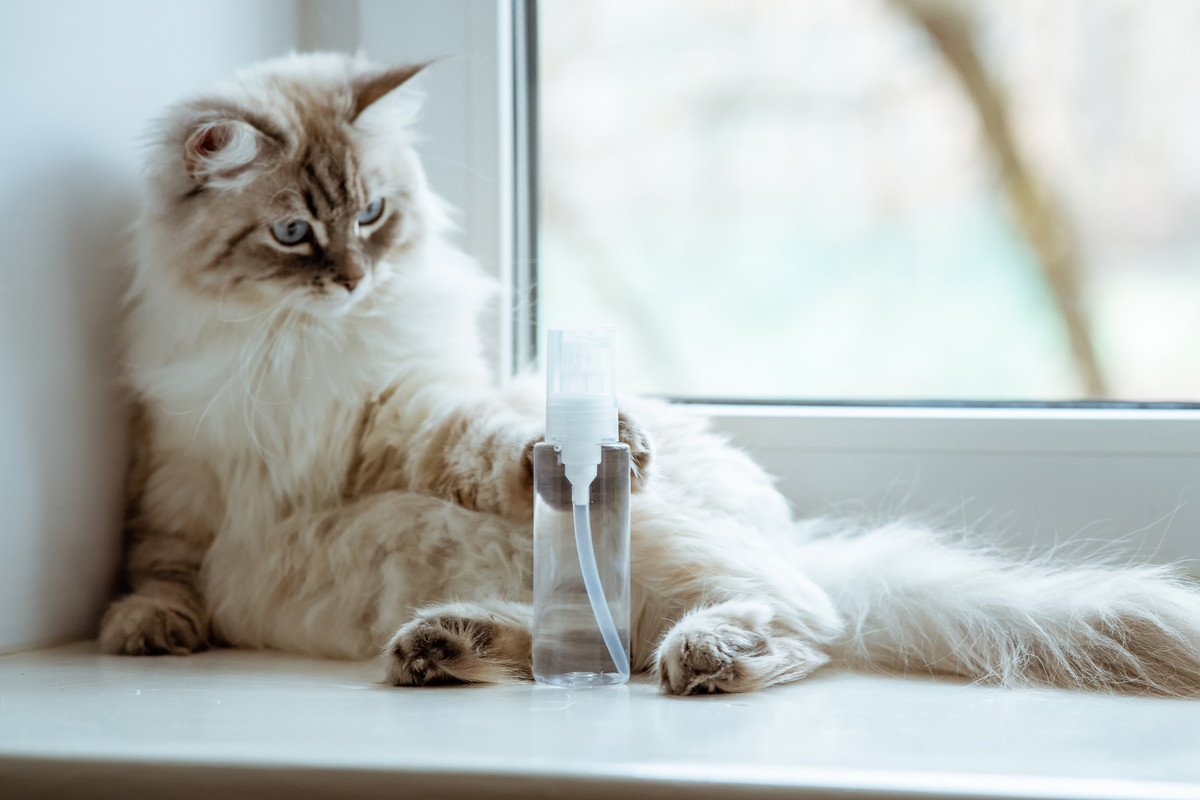 猫にとって『消毒液』が危険な理由3つ　思わぬ事故を防ぐための注意点も解説