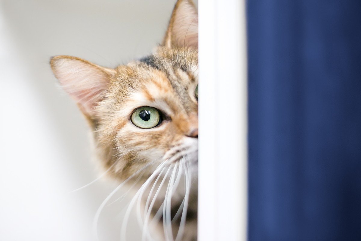 猫が『恐怖心』を抱えているときのサイン5つ　落ち着かせる方法や適切な接し方まで