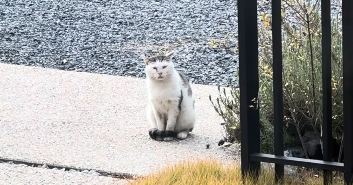 外で頑張り続けた『傷だらけのボス猫』が保護されて…涙あふれる『物語の結末』に感動の声「胸がいっぱいに」「泣いてしまった」と20万再生