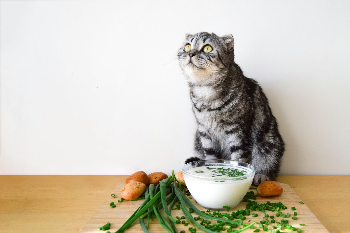 猫を『不健康』にさせる飼い主のNG行動4選　いますぐ見直すべき理由から改善策まで