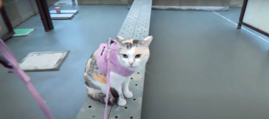 どうしてもコンクリートに自分の足跡を付けたい猫ちゃん