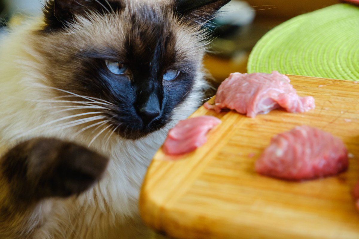 『猫の食性』のホント　肉食？雑食？魚好き？正しく知るための4つの知識