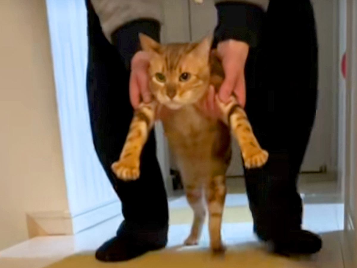 高速で『二足歩行』…？別の部屋から連れられてきたネコが→『まさかの光景』に爆笑「脳が追い付いてないｗｗ」「全然嫌がってないの可愛いｗ」