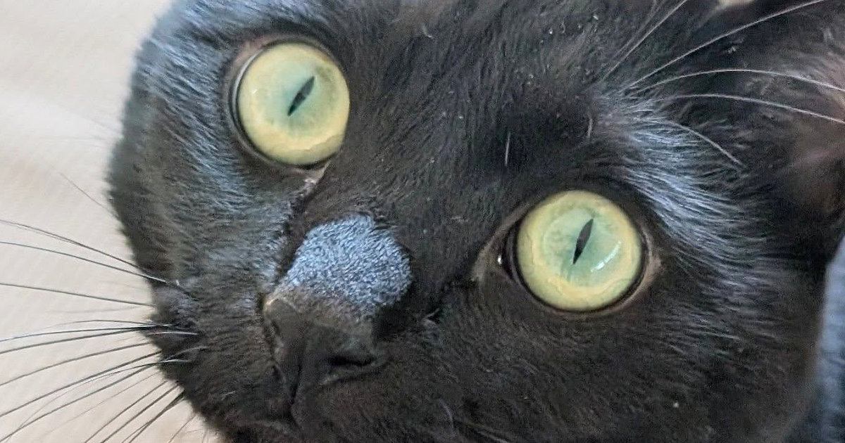 可愛らしい顔の黒猫→少し後にもう1枚撮ってみたら…同じ猫とは思えない『表情』に4万いいね「なにか憑依した？ｗ」「声出して笑ったｗ」