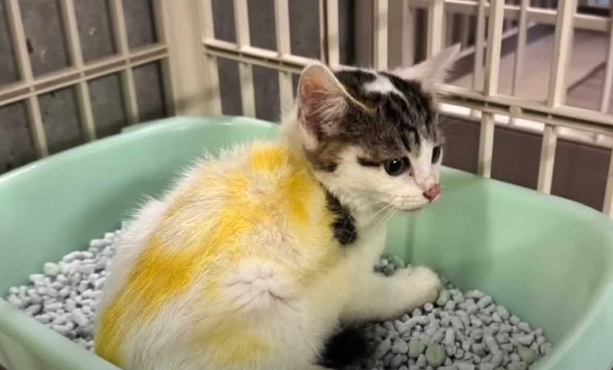 『雷に怯えていた子猫たち』を保護したら…1匹に付いていた『着色の正体』と思わず感動の光景が13万再生「優しい人に出会えてよかった」