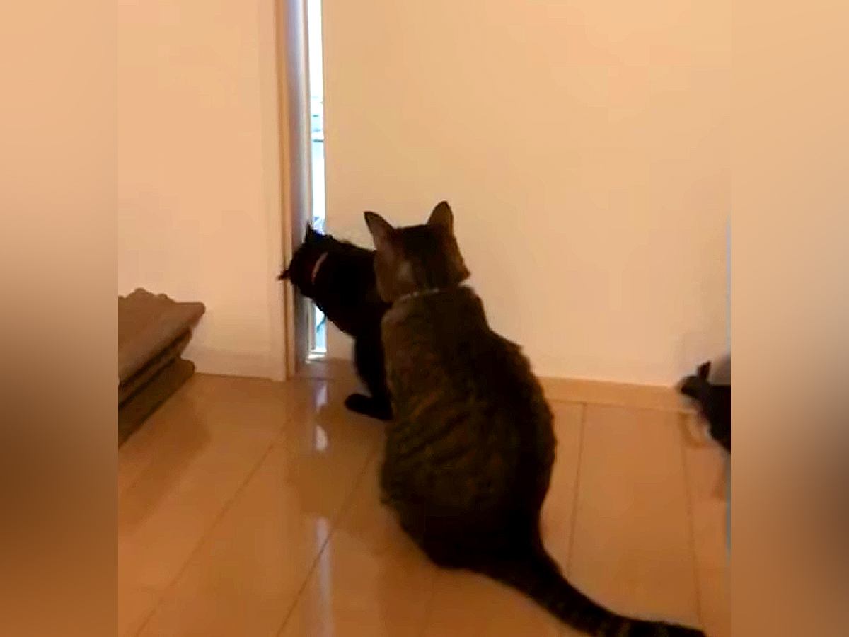 赤ちゃんの存在に気付いた３匹のネコ→部屋に入ろうとして…想像以上に『一生懸命な光景』が話題「めっちゃ気になるよね」「お手々もかわいい」