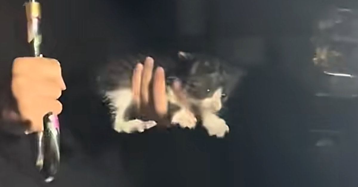 土砂降りの日に『今夜だけ』とひとりぼっちの子猫を連れて帰ったら…「仕事前にボロ泣きした」結末に胸が熱くなると193万再生「良かった」