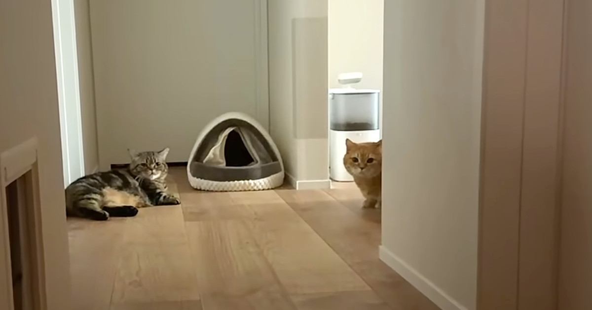『赤ちゃんの寝かしつけ』に苦戦していると、猫たちが集まってきて…ほっこりする光景が11万再生「優しいお兄ちゃんたち」「ほんとお利口」