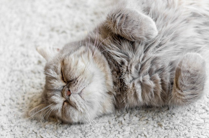 猫の開きの理由  飼い主さんへの信頼の証