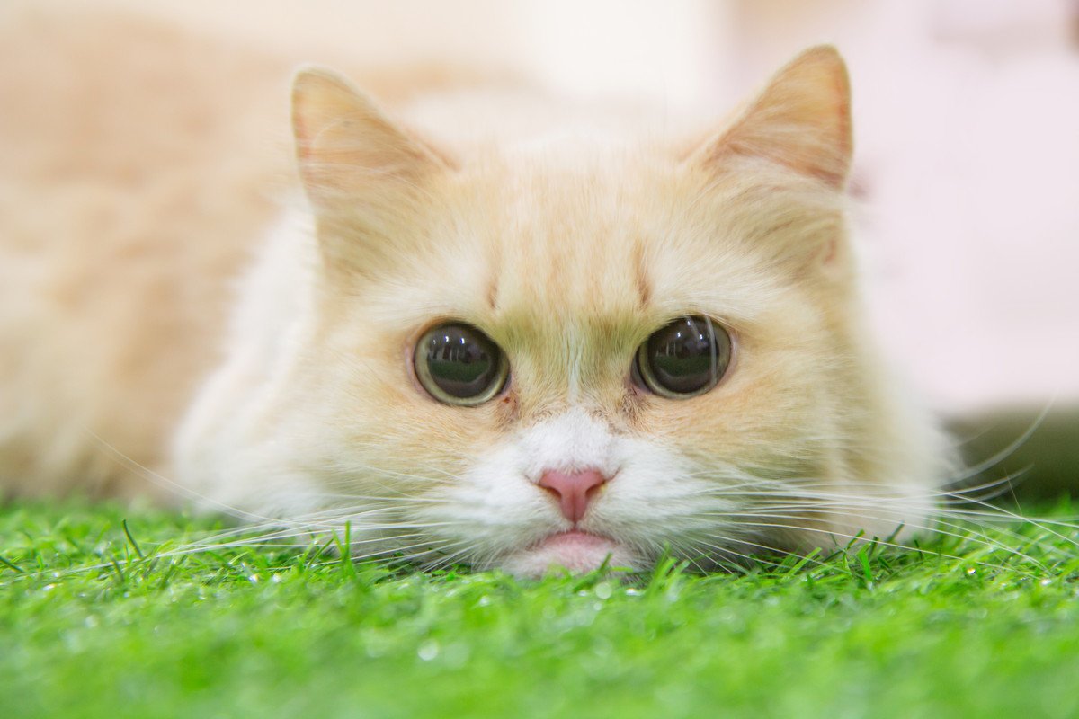 淡い色味が美しい『クリーム色の猫種』5選　この被毛の色が珍しいと言われる理由も