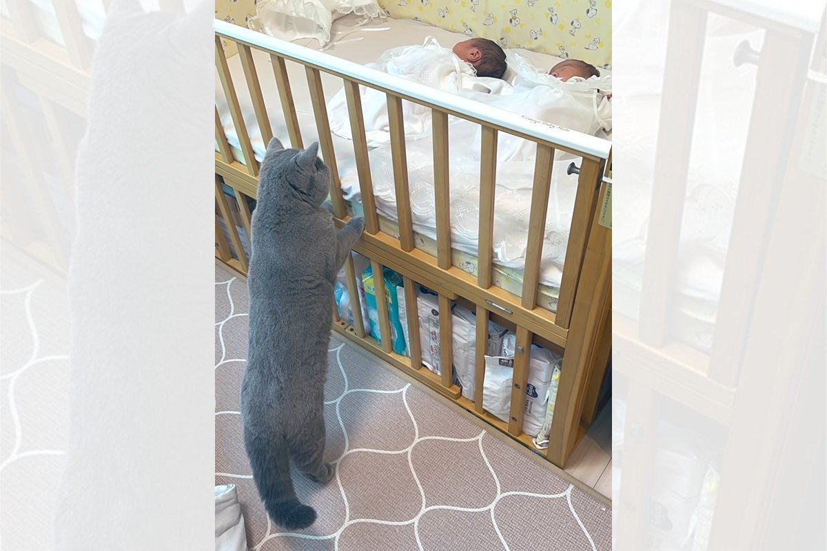 「赤ちゃんに興味津々！」ベビーベッドの中をのぞき込んでいる猫ちゃんが可愛すぎる♡