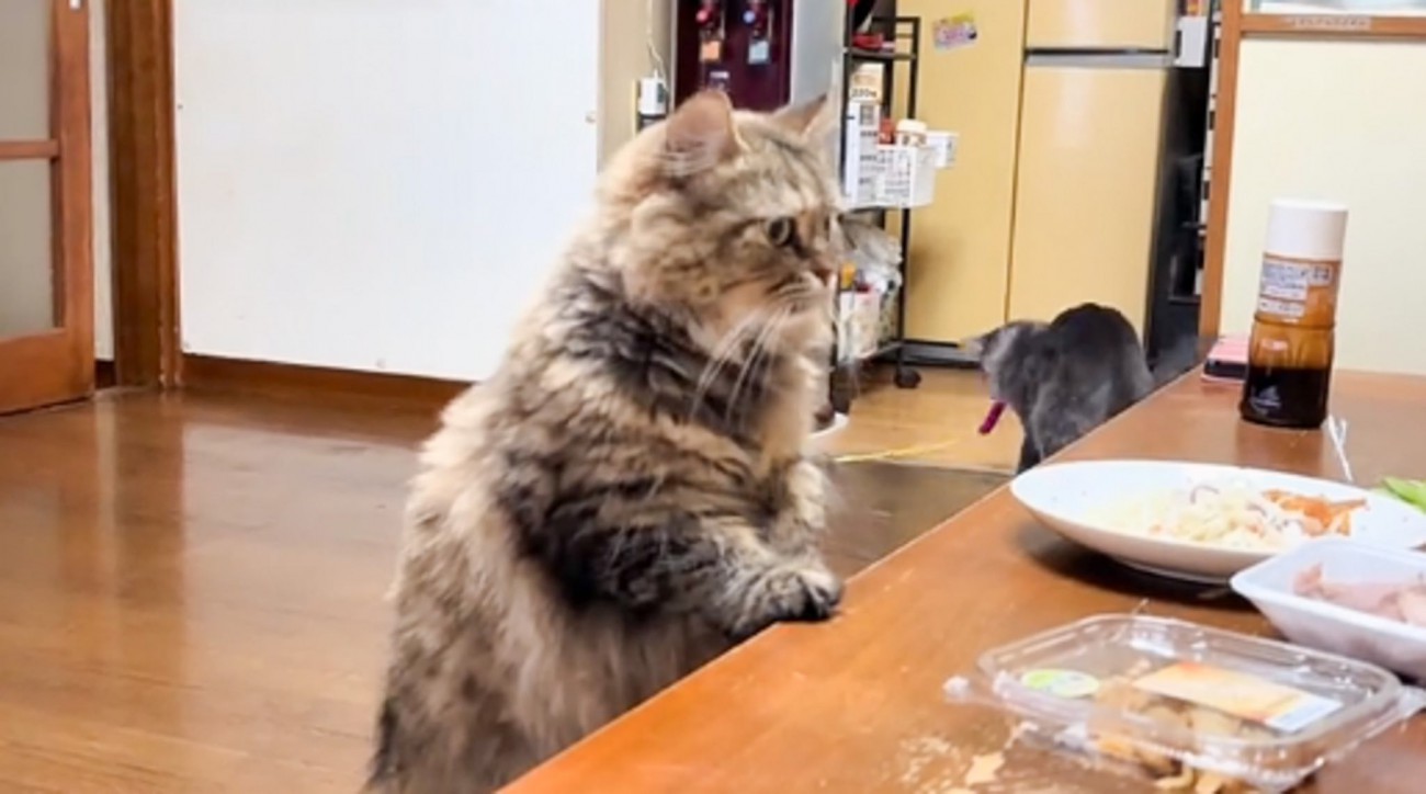 食事を狙う猫を撮っていたら、『後ろにいた猫』が突然……まさかの光景に「情報量が多すぎるｗｗ」「目が足りないｗ」と爆笑の声