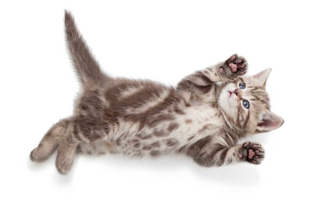 猫が床に寝転んで『くねくね』しているときの心理3つ　放置しないほうがいい場合も