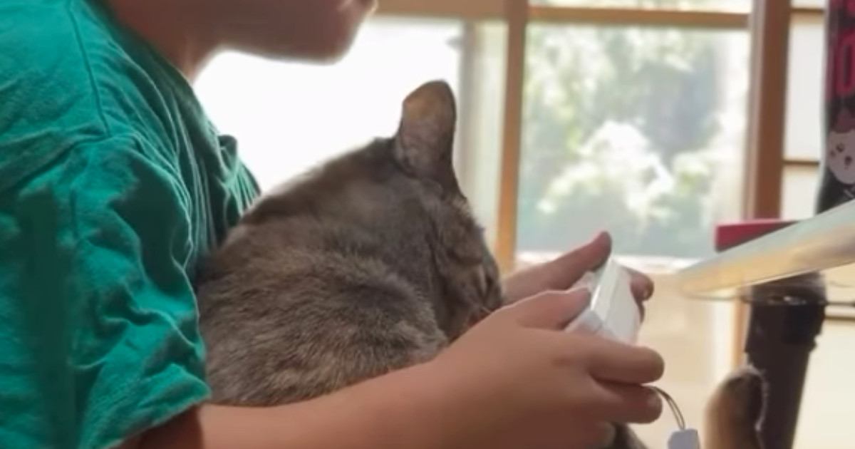 男の子の膝の上でくつろぐ猫→突然の『大きなくしゃみ』に驚いて…まさかの反応が394万再生「表情に笑ったｗ」「あかん好きすぎるｗｗ」