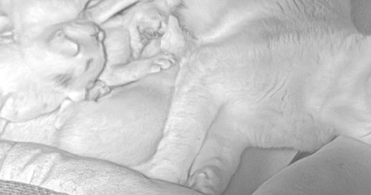 育児中の母猫の様子を見たら…思わず笑みがこぼれる光景に1万いいね「お母さんは大変だよね」「わかるわー」「人間と一緒」と共感の声続出