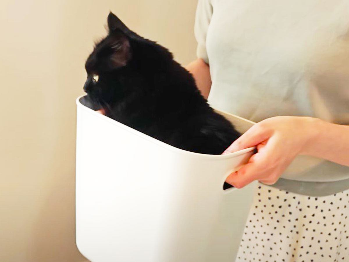 猫に大人気なプラスチックの箱→猫達が『順番待ち』を始めて…まさかの『お利口すぎる姿』に「育ちが良いｗ」「みんな偉いｗｗ」の声