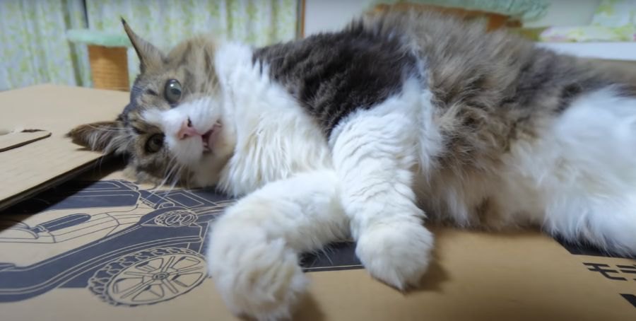 前足クイクイッ！お歌が上手な猫ちゃん♪