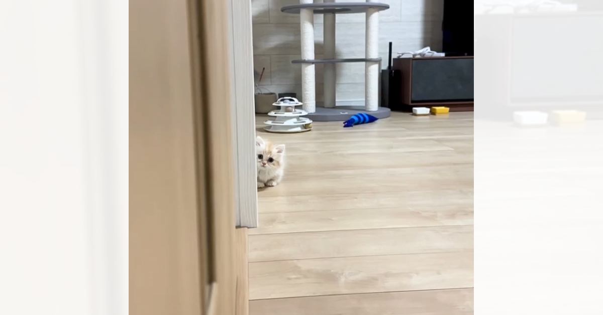 子猫と『だるまさんがころんだ』→飼い主さんが壁から顔を出すと…悶絶必至のたまらない光景が92万再生「上手だねｗ」「か、可愛すぎるｗ」