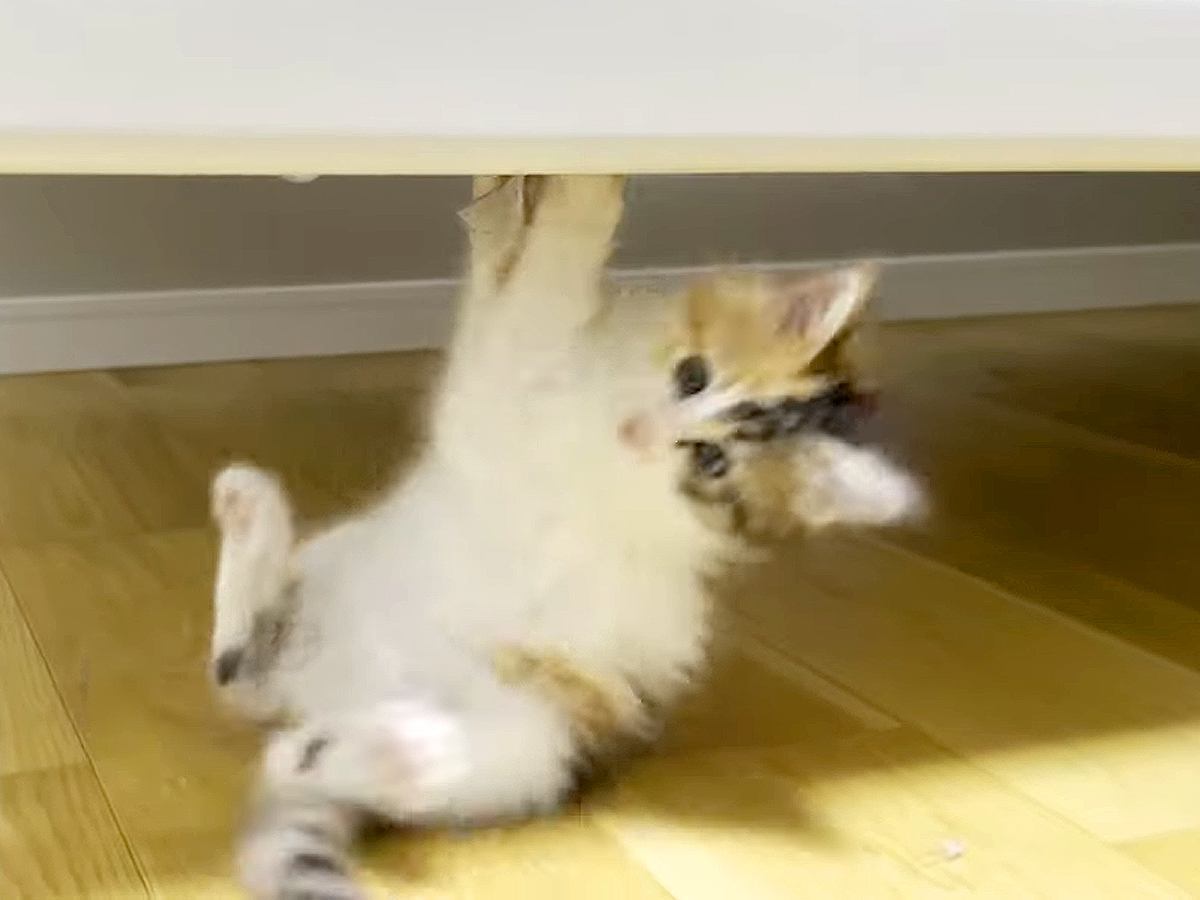 ベッドの下で遊ぶ子猫→テンションが上がりすぎて、お尻が…目が釘付けになる『尊い光景』に「可愛いとしか言いようがない」「最高だね」の声