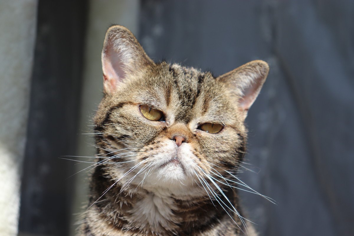 猫が頻繁に『頭を振る』ときの原因3つ　異常サインの可能性も？取るべき対処法まで解説