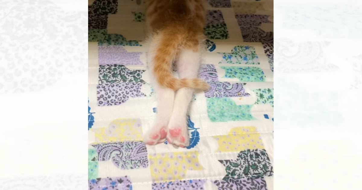 足をピーンと伸ばして寝る子猫→成長した結果…可愛すぎる『ビフォーアフター』に反響「もしかして二足歩行ｗ」「立派になったね」