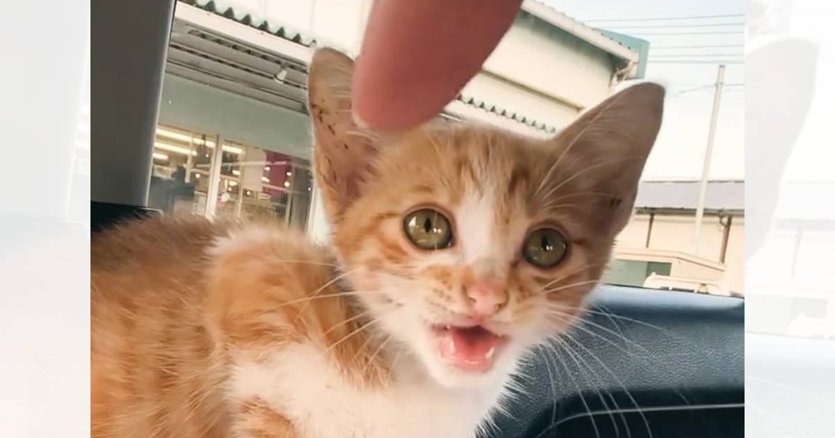 真夏の日、漁港にひとりぼっちでいた『可愛すぎる子猫』を保護して２年…もはや別の猫みたいになった『現在』が話題に　「同じ子なんだｗ」