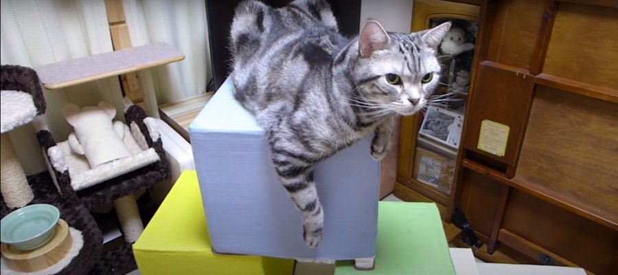 立派な猫ちゃんのお城！老朽化で泣く泣く処分に…