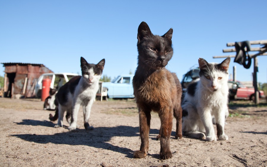 猫は社会性のある生き物？身につく時期やルール