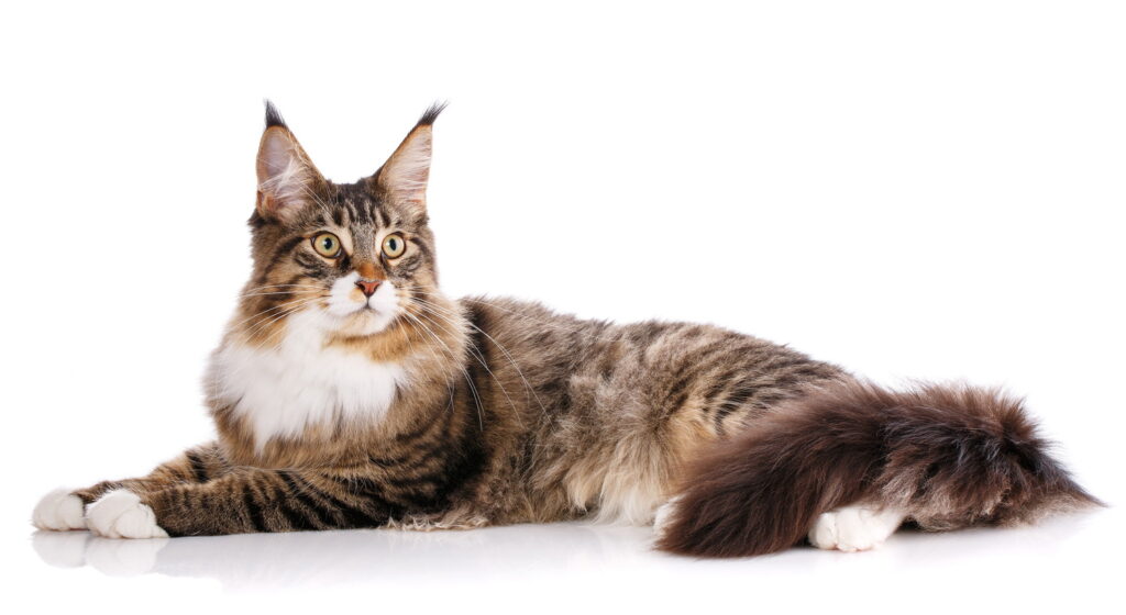 【獣医師監修】メインクーンってどんな猫？特徴や性格から飼う前の注意点・価格相場まで徹底解説
