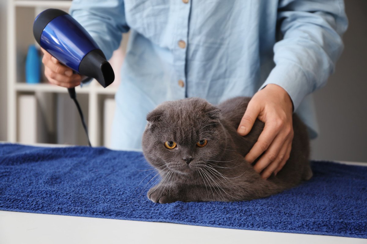 お風呂上がりの濡れた猫を『うまく乾かすための方法』3つ　なるべく手早くすますテクニックとは？