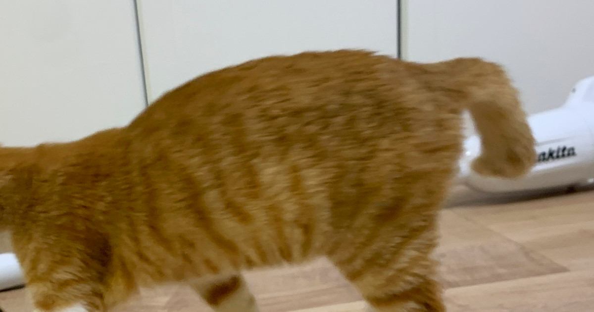 メガネを外して漫画を読んでいると、『猫』が近づいてきて…笑ってしまう光景に１万いいね「本体と理解してる」「かわいいしかないｗ」
