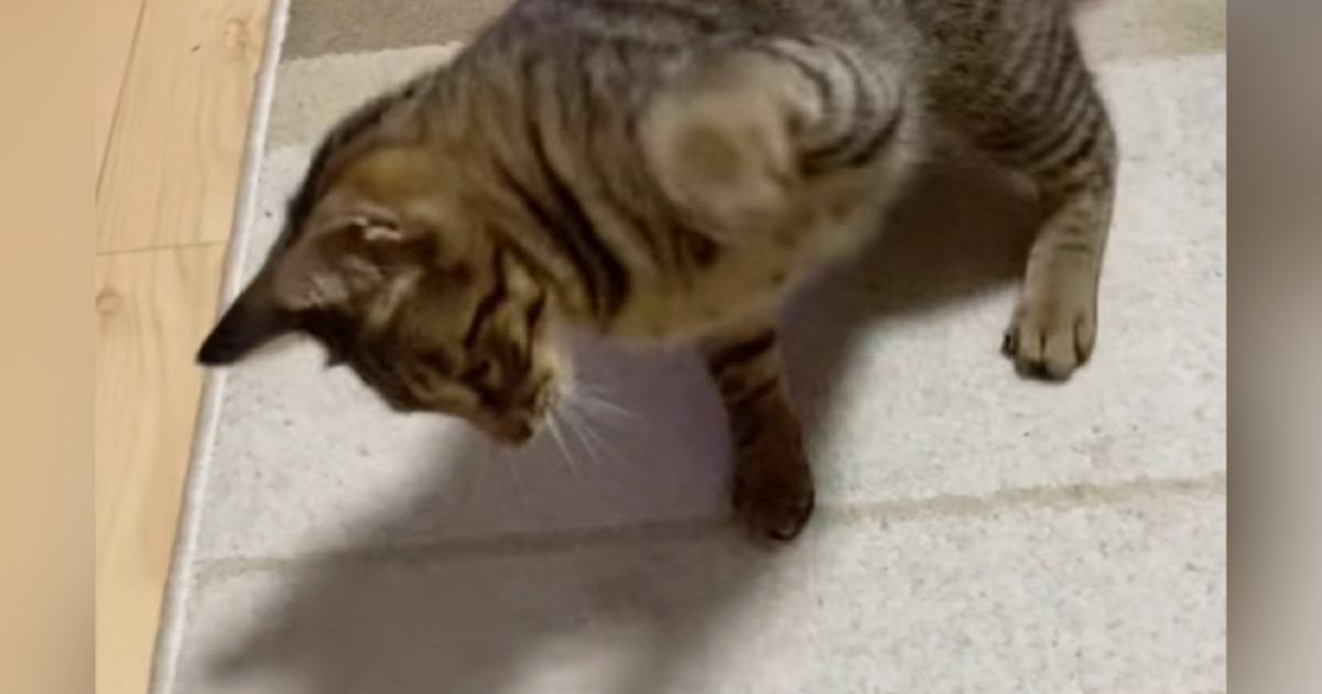 一生懸命『パンチ』を繰り出していたキジトラ猫→思わず笑ってしまう『対戦相手』に「何に見えたんだろうｗ」「謎の戦いするよねｗ」と反響