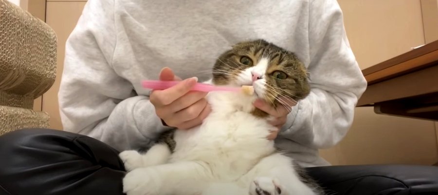 『歯磨きは嫌ニャ！』抵抗する姿が可愛い猫ちゃんたち