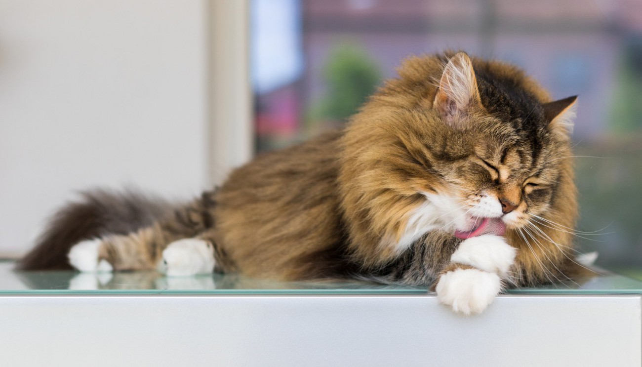 猫の毛球症は放っておけない！こんなことに気をつけて【獣医師執筆】