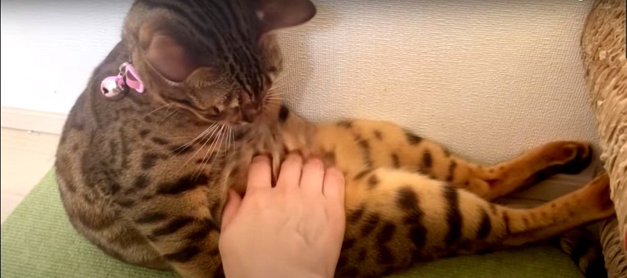 どっこいしょ？おばあちゃんみたいに座っちゃった猫さん♪