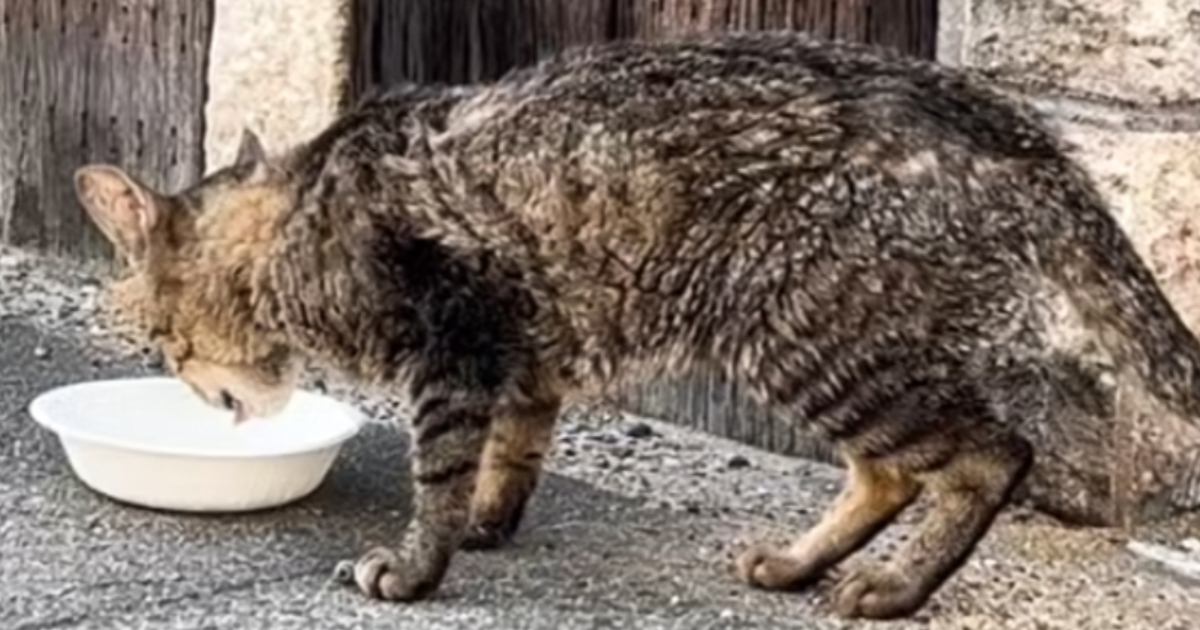 まさかの理由で捨てられて『ぼろぼろになっていた猫』が、保護された現在……号泣必至の光景に「はー泣ける」「本当に顔つきが変わった」と反響