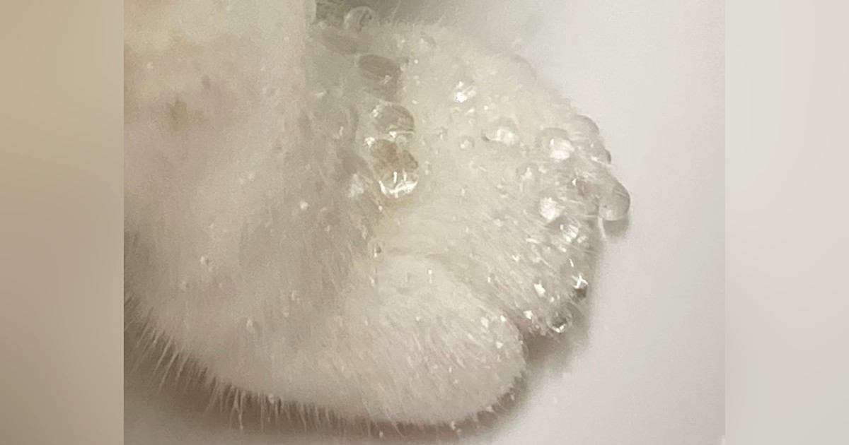 蛇口から水を飲んだ猫ちゃん→『おてて』を見ると…まるで宝石のような"素敵すぎる光景"に14万いいね「素晴らしい作品」「ひゃあああ可愛い」