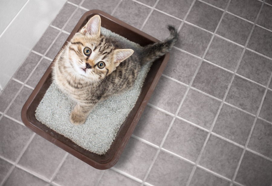 猫の膀胱炎は再発しやすい？考えられる原因や主な症状、適切な対処法まで獣医が解説