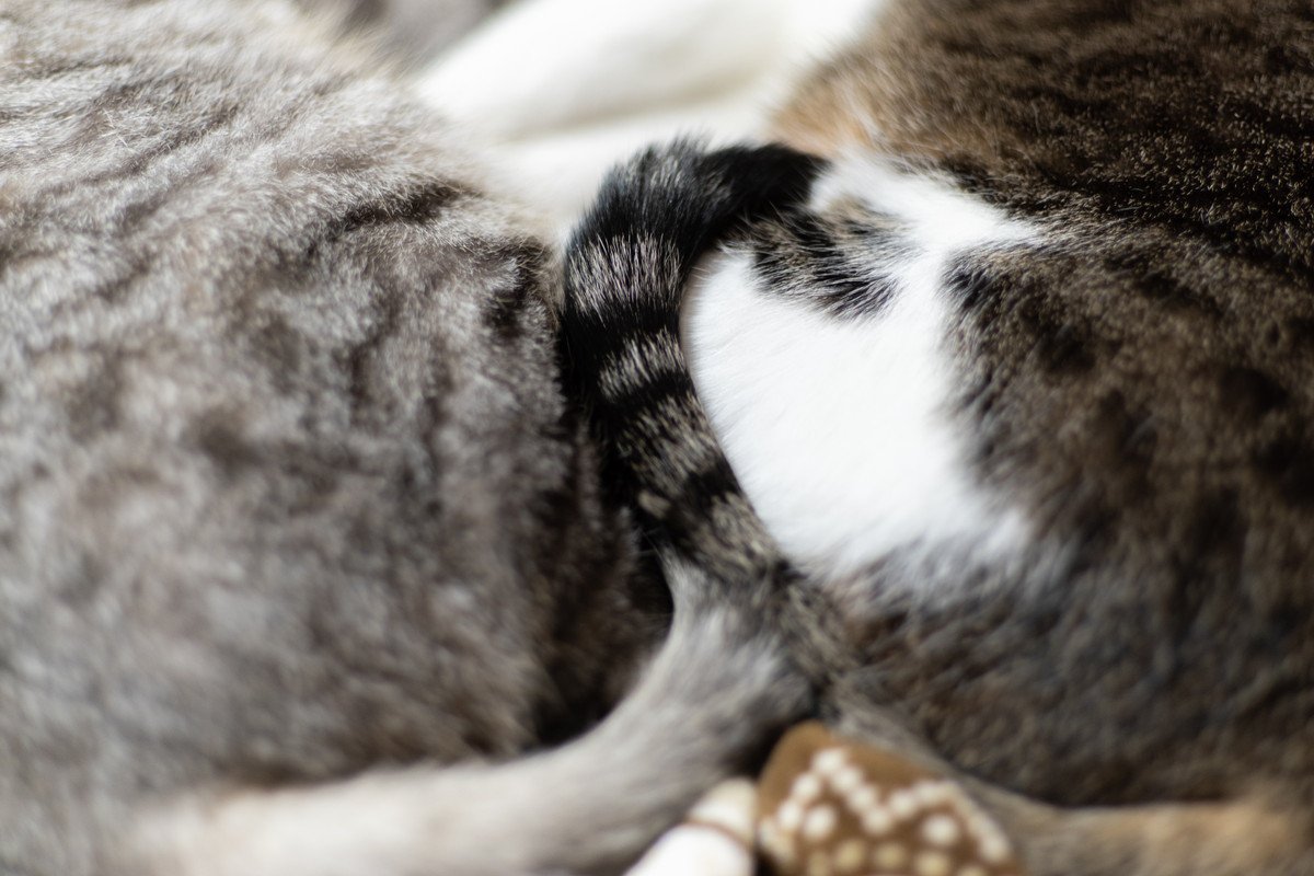 猫が『しっぽを巻き付ける』ときの理由4つ　自分以外に絡ませる意味や応え方も解説