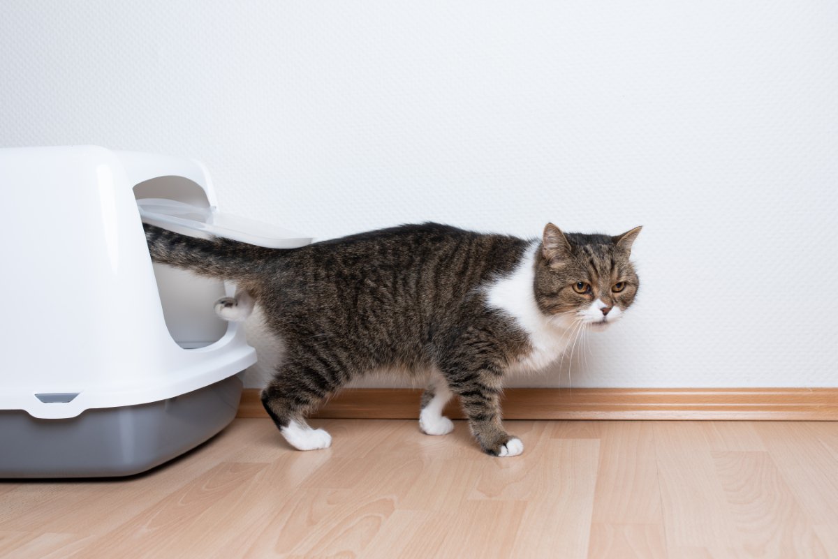 猫の『トイレ』を置いてはいけない場所5選　見直しが必要な理由や快適な設置場所の条件まで