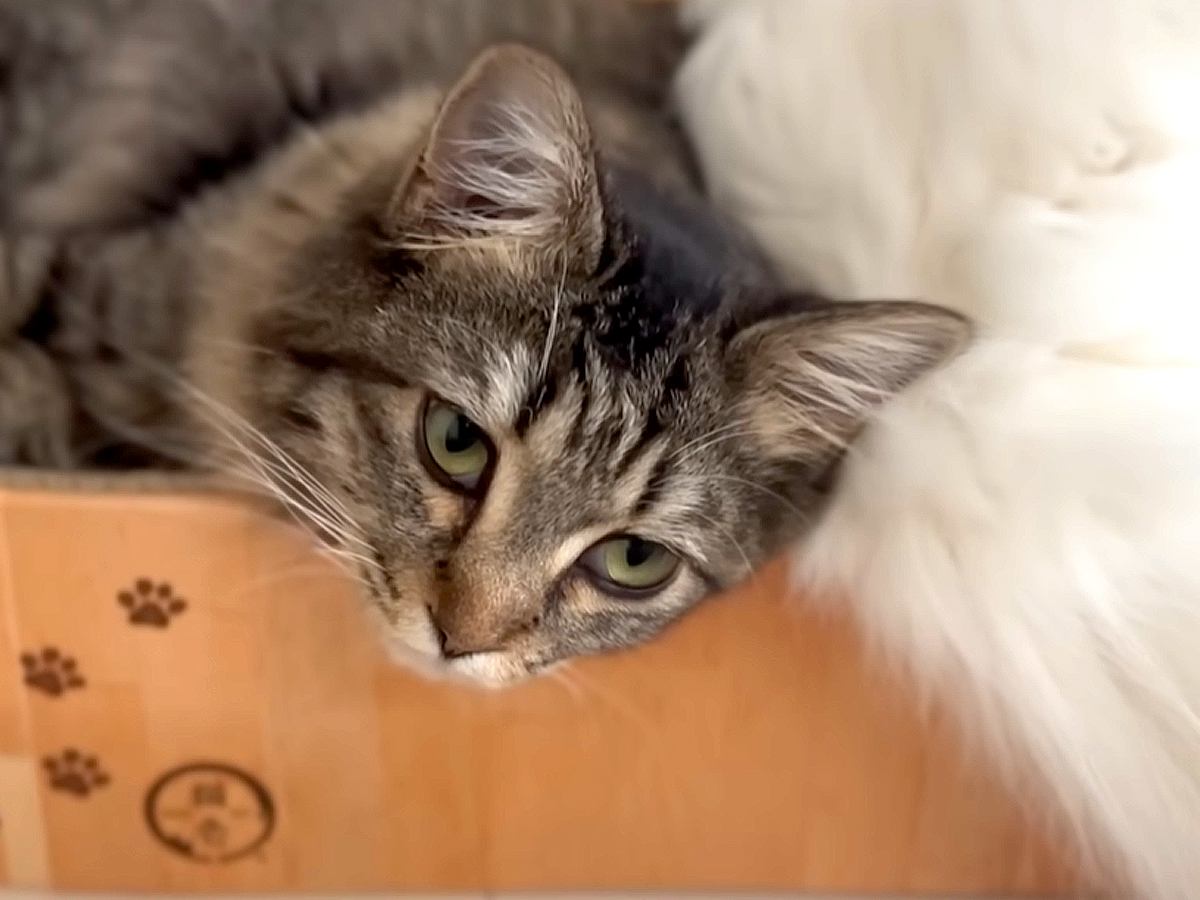 先住猫が大好きな新入り猫→後をついていき…思わず頬がゆるんでしまう『まさかの光景』に「微笑ましい」「癒やしとエネルギーをありがとう」