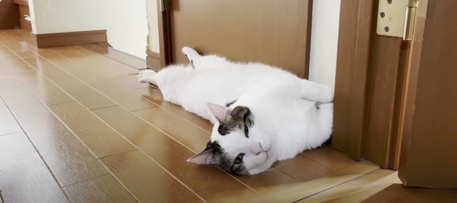 ヘソ天は初夏の風物詩☆猫ちゃんに教わる暑さのしのぎかた