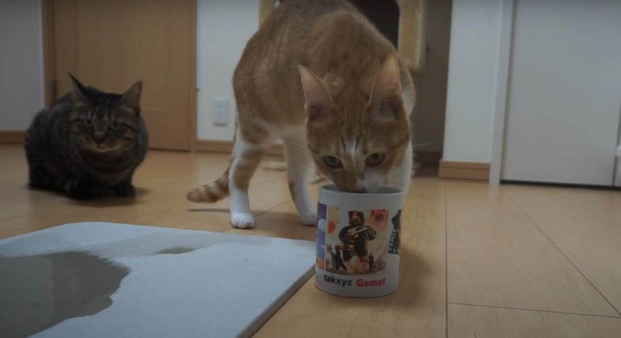 喉が乾いたにゃ〜！コップからお水を上手に飲む猫ちゃん♪