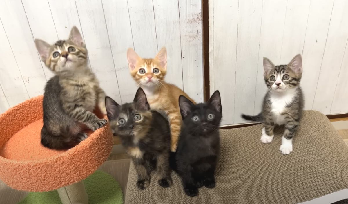 生後７週を迎えた子猫たちの記念撮影→『一箇所に集めた』結果…可愛すぎる『動きがシンクロする瞬間』に反響「お見事」「たまらん」