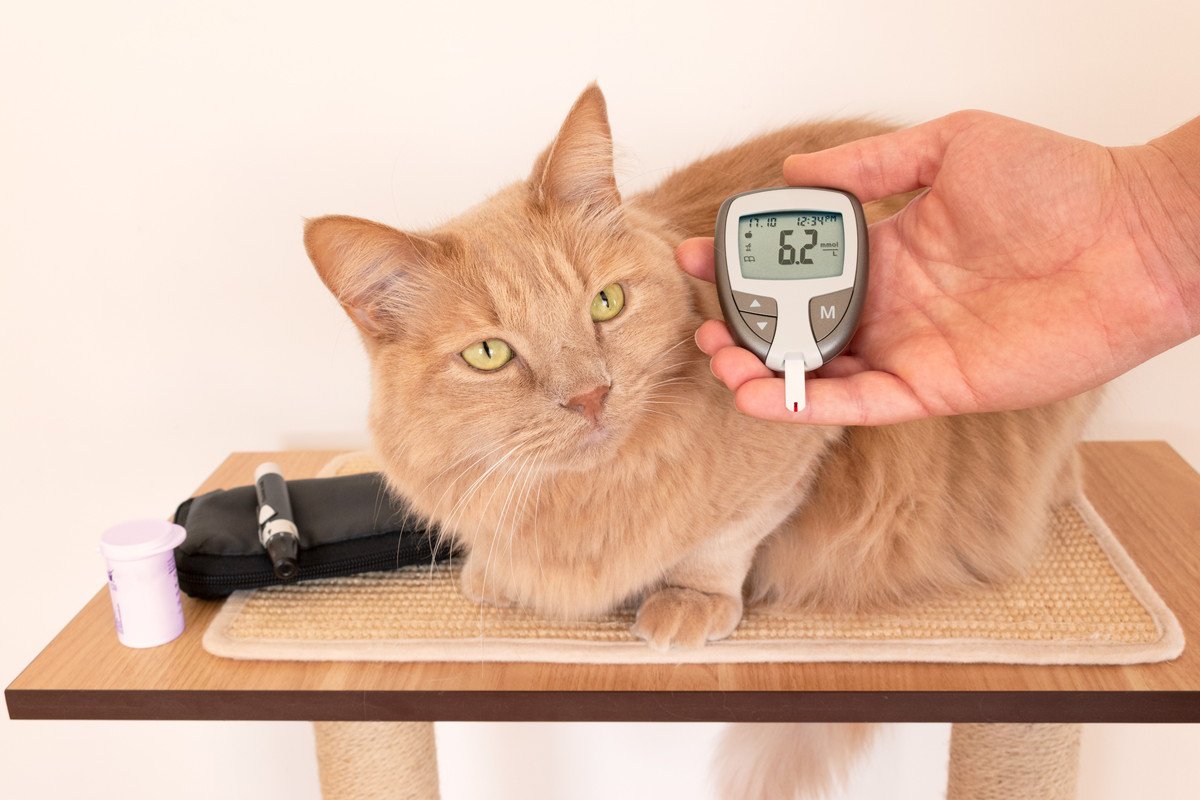 猫の『ホルモン』にまつわる病気3選　症状や治療法、予防法などを解説