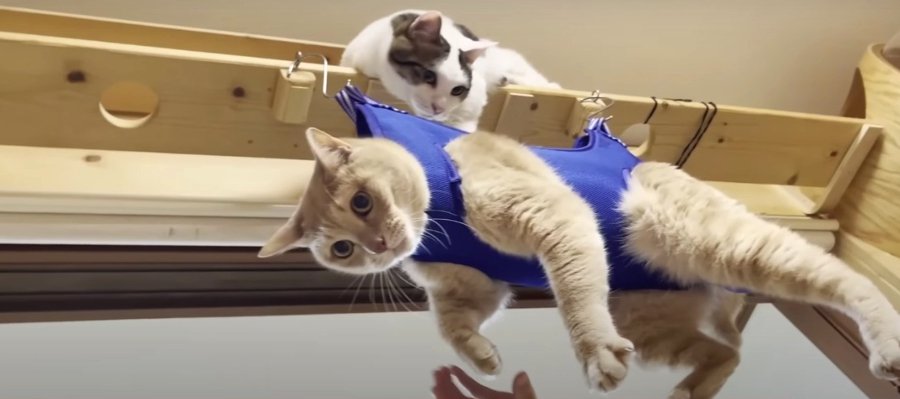 お洗濯物？いいえ、猫です。グルーミングハンモック登場！