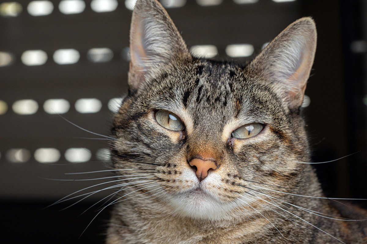 『成猫』を家族に迎えるメリット4つ　手がかからないって本当？飼育のコツもご紹介