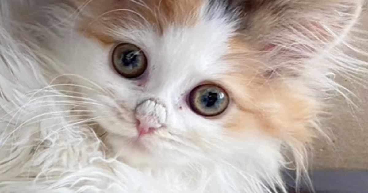 猫の『鼻にできたカピカピ』を病院で取ってもらった結果…印象が全然違う『驚きの変化』が82万再生「上品になったね」「可愛すぎる」と反響