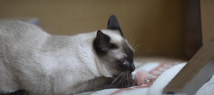 憧れは止まらニャい！フワフワをトコトン追求する猫ちゃん